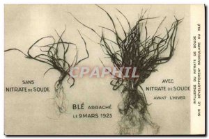 Old Postcard Advertisement Influence of sodium nitrate on root development of...