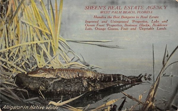 Alligator in Native Wilds, Sheen's Real Estate Agency West Palm Beach, Florida