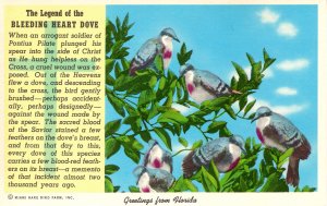 US    PC3614  BLEEDING HEART DOVE, FLORIDA