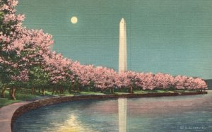 Washington Monument Cherry Blossoms By Moonlight Washington DC Vintage Postcard