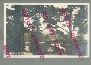 Mt. Hermon CALIFORNIA RPPC c1920s PINE PLATEAU nr Felton Santa Cruz COOPER #1