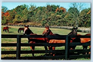Lexington Kentucky KY Postcard Yearling Fillies Greentree Stud Paris Pike c1960