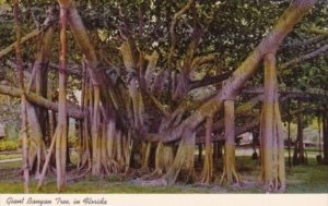 Florida Trees Giant Banyan Tree In Tropical Florida