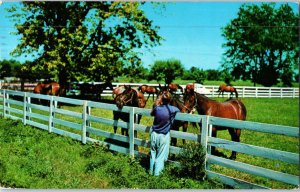 Blue Grass Horse Farm in Kentucky Horse Postcard Posted 1961