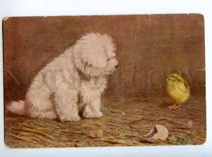 235892 White PUPPY Dog & Chicken Ben AUSTRIAN Vintage Richard
