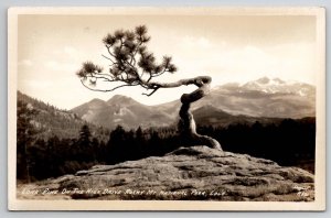 Rocky Mt National Park Colorado RPPC Lone Pine On The High Drive  Postcard L26