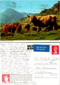 Higland Cattle, Scotland (9740)