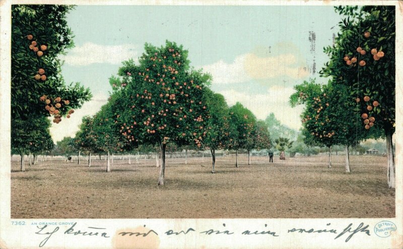 USA An Orange Grove St. Augustine Florida Postcard 07.36