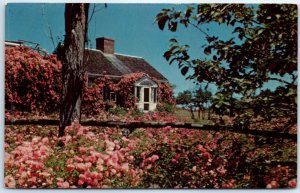 M-63318 Beautiful Wild Roses Cover Cottage on Cape Cod Chatham Massachusetts