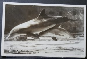 Mother and Baby Porpoise, Marine Studios, Marineland Florida - RPPC