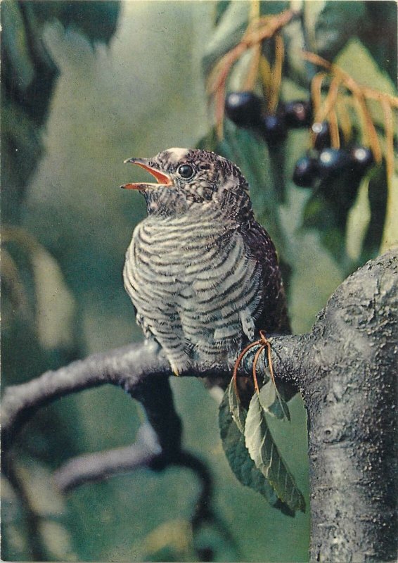 Animal Post card young cuckoo bird