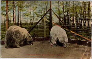 Postcard ZOO SCENE Toledo Ohio OH AL3085