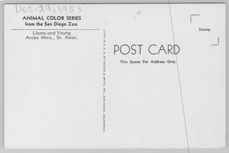 San Diego California~Llama & Young At Zoo~Vintage Postcard