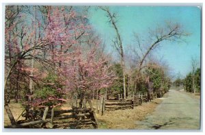 1967 Cedars Lebanon State Park Popular Forest Lebanon Tennessee Vintage Postcard