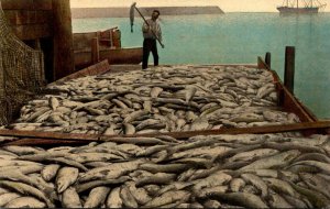 Fishing Load Of Salmon