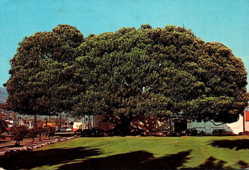 California Santa Barbara Moreton Bay Fig Tree Planted In 1877