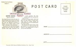 Ruffed Grouse  Partridge     America's Wildlife Resorces Wildlife ...