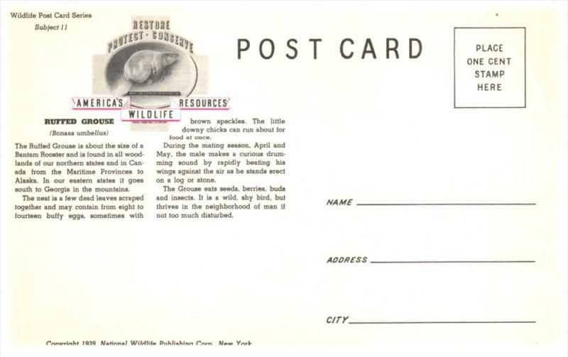 Ruffed Grouse  Partridge     America's Wildlife Resorces Wildlife ...