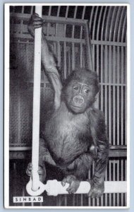 1940's LINCOLN PARK ZOO BABY GORILLA SINBAD FROM CAMEROON WEST AFRICA POSTCARD