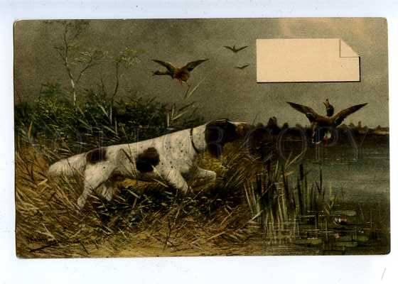 183441 HUNTING dog setter for ducks by MULLER Vintage postcard