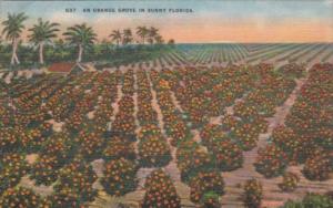 Florida Trees Typical Orange Grove