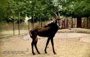 Sable Antelope