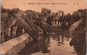 Tunisia Scenes et Types Chameaux a l'Abreuvoir Vintage Postcard C196