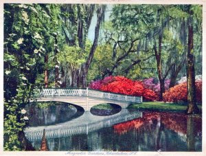 VINTAGE POSTCARD CONTINENTAL SIZE THE MAGNOLIA GARDENS AT CHARLESTON S.C. (5X3)