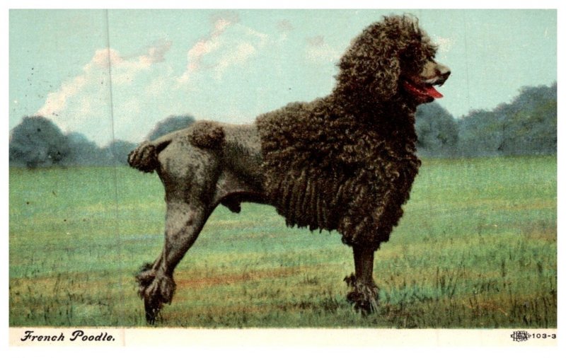 Dog , French Poodle