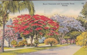 Florida Royal Poinciana and Jacaranda Trees 1950