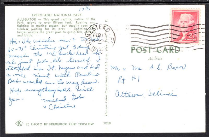 Alligator,Everglades National Park BIN