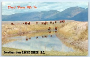 Greetings From CACHE CREEK, British Columbia Canada ~ CATTLE  c1950s Postcard