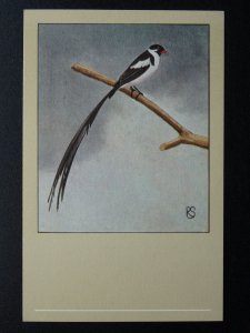 Bird Theme PINTAIL WHYDAH c1950s Postcard by P. Sluis Series 6 No.68