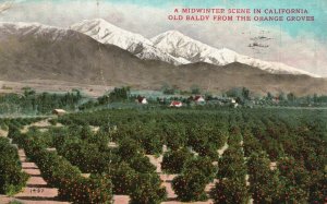 Vintage Postcard 1911 A Midwinter Scene Old Baldy From Orange Groves California