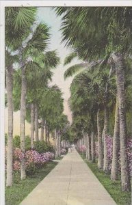 Florida Palm Beach Palm Walk To The Breakers