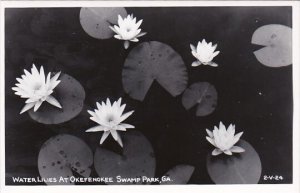 Flowers Water Lilies At Okefenokee Swamp Park Georgia Real Photo