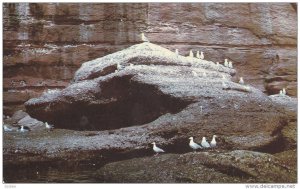 Excursion boats pass close to the cliffs, study of birds,  Perce, Quebec, Can...