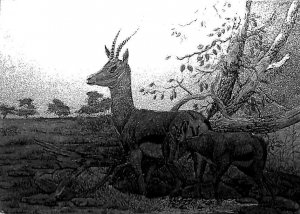 Thomson`s Gazelle & Young silver novelty postcard 1987