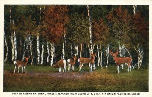 Vintage Postcard Deer In Kaibab National Forest Union Pacific Cedar City Utah UT