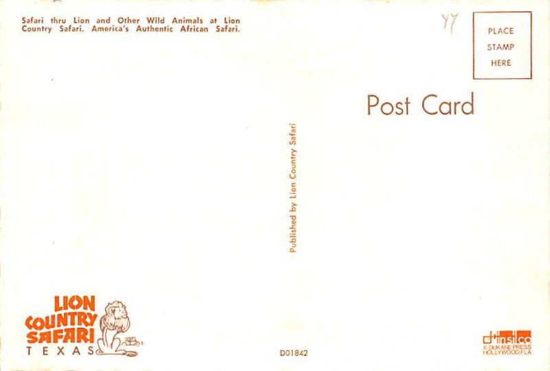 Cheetah   Lion Country Safari 