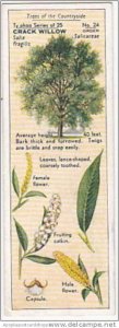 Typhoo Tea Vintage Trade Card Trees Of The Countryside 1936 No 24 Crack Willow