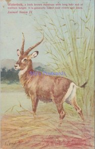 Animals Postcard -  African Wildlife, Waterbok Antelope, South Africa RS37728