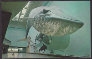 Blue Whale,Smithsonian,Washington,DC Postcard