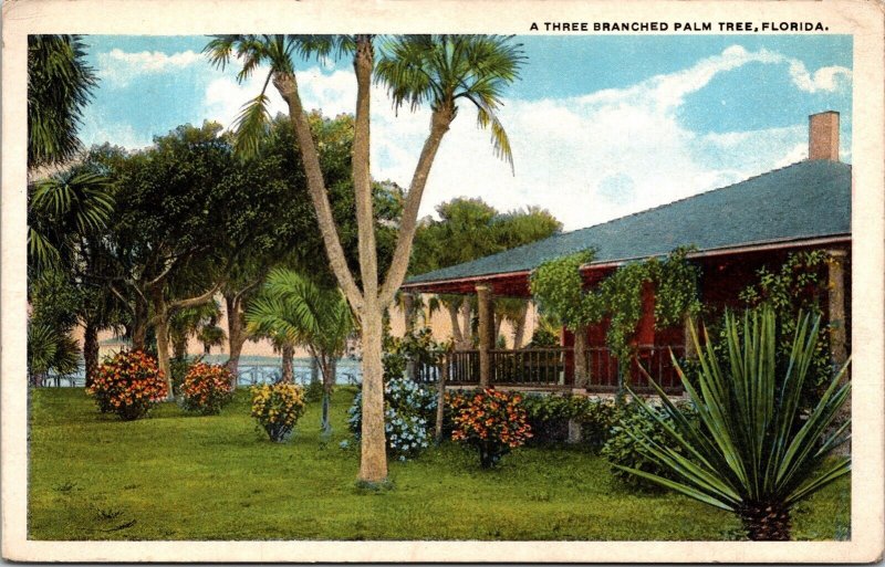 View Three Branched Palm Tree Tropical Plants Colorful Flowers Postcard Note WOB 