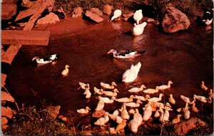 Pennsylvania York County Duck Pond