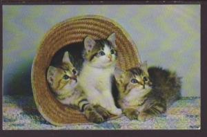 Kittens in a Hat Postcard 