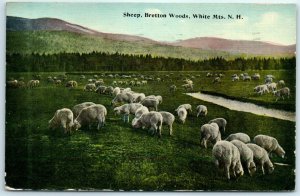 M-34169 Sheep Bretton Woods White Mountains New Hampshire