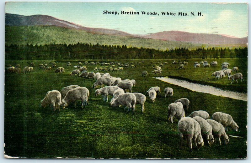 M-34169 Sheep Bretton Woods White Mountains New Hampshire