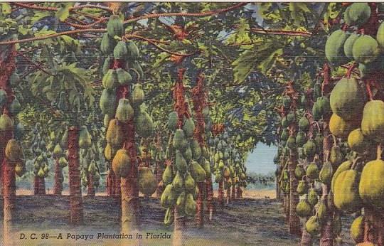 Florida Miami A Papaya Plantation In Florida