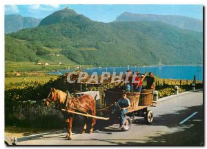 Postcard Modern Raccotta del vino Weiniese in Sudtirol